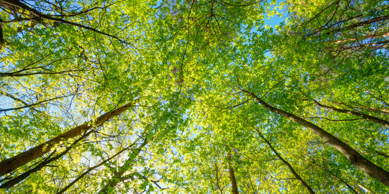 Van onderaf gefotografeerde bomen