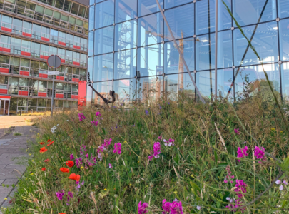 Biodiversiteit voor de brandweerkazerne in Zaandam