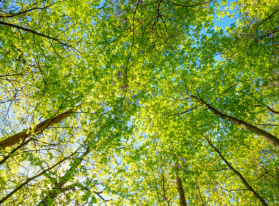 Van onderaf gefotografeerde bomen