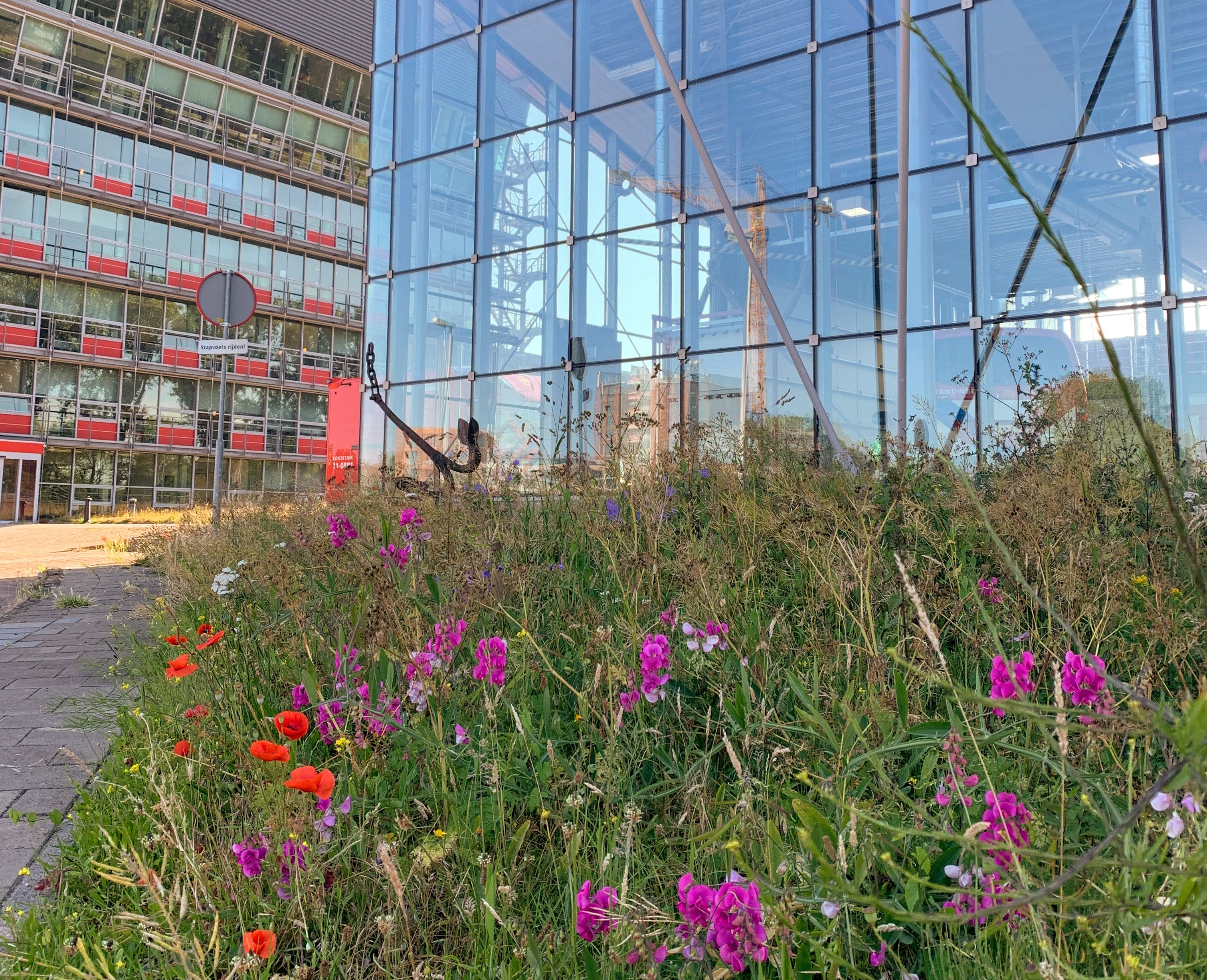 Biodiversiteit voor de brandweerkazerne in Zaandam